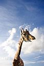 Giraffe vs hollandse lucht van Gwen Mustamu thumbnail