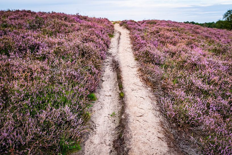 A path through the heath by Dennis Venema