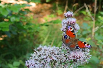 Schmetterling Tagpfauenauge von Frank Briske