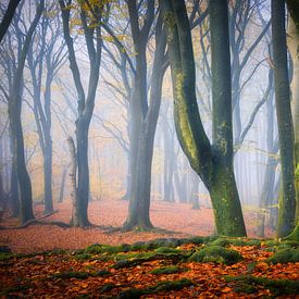 Herfstkleuren in het bos tijdens een mistige ochtend