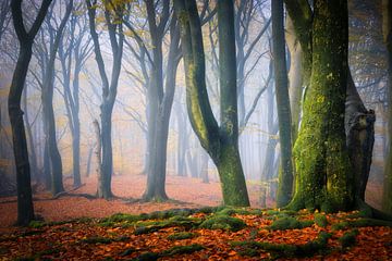 Couleurs d'automne dans la forêt par un matin brumeux