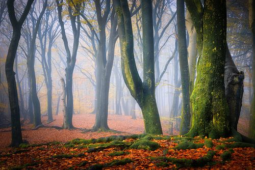 Herfstkleuren in het bos tijdens een mistige ochtend van Original Mostert Photography