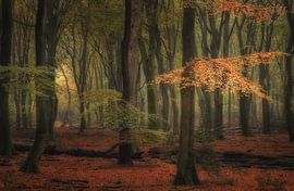 Golden leaves by Arjen Noord