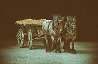 twee paarden van Dieter Beselt thumbnail