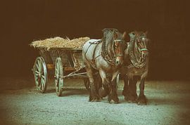 zwei  Pferde von Dieter Beselt