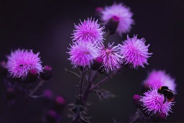 Bloemen von Maurice Cobben