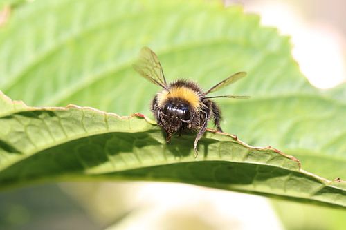 Biene auf grünem Blatt