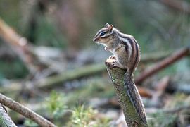 Das sibirische Eichhörnchen von Merijn Loch