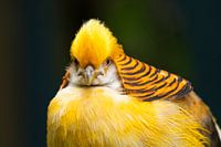Yellow golden pheasant, Chrysolophus pictus