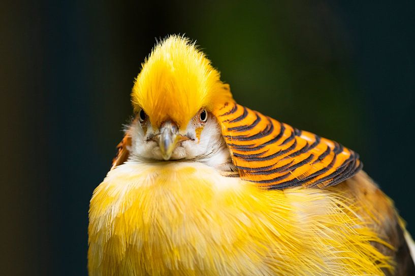Gelber Goldfasan, Chrysolophus pictus von Brigitte Wirschell