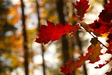 herfst in het bos, rood en geel van Herman Kremer