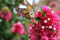 vlinder op bloem