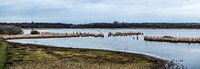 brown wetlands around Zoutleeuw by Werner Lerooy thumbnail