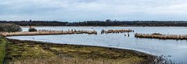 braune Feuchtgebiete um Zoutleeuw von Werner Lerooy