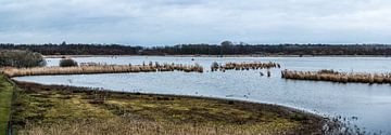 brown wetlands around Zoutleeuw by Werner Lerooy