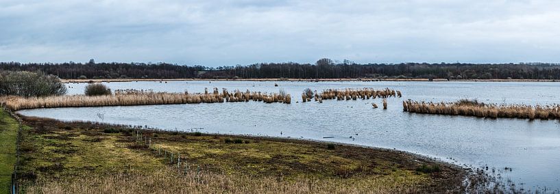 brown wetlands around Zoutleeuw by Werner Lerooy