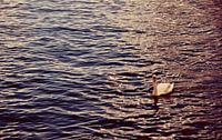 Swan by Bas Koster thumbnail