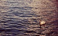 Swan