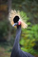Bunter Vogel
