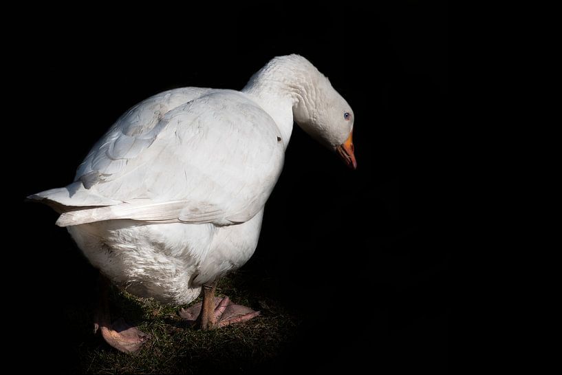 Eine weiße Gans von Ulrike Leone