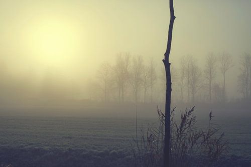 Un arbre dans la brume matinale en hiver sur Patricia Hofmeester