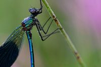 Blue juffer