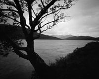 Loch Eilde Mor, with a lonely tree, Scotland