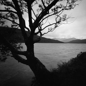 Loch Eilde Mor, with a lonely tree, Scotland van Mark van Hattem