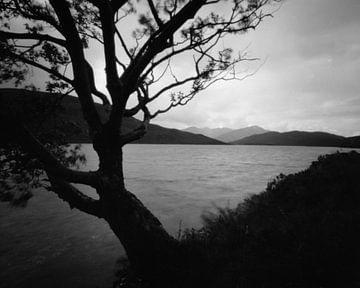 Loch Eilde Mor, with a lonely tree, Scotland van Mark van Hattem