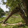 Omgevallen boom | Natuur in Nederland van Amy van Loon