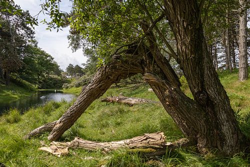 Arbre tombé | Nature aux Pays-Bas