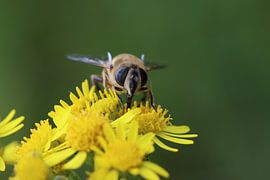 Oog in Oog met de Natuur van Mootjes