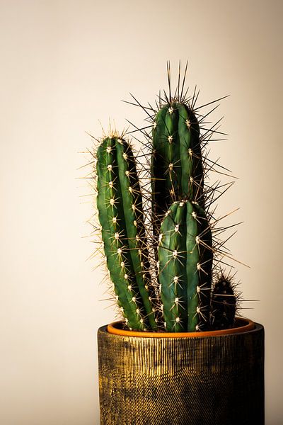 Opvallend Cactus Trio in Gouden Pot - Modern Interieur &amp; Onderhoudsvriendelijke Plant van DiJa Photography