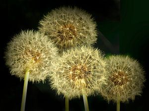 Boules de flocons