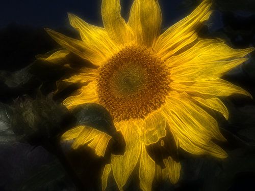 Zonnebloemstillevens 1