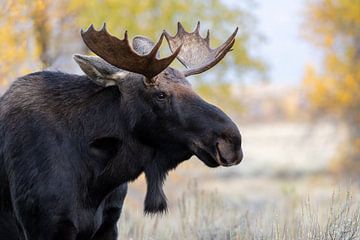 Eland portret in mooie herfstkleuren van Dennis en Mariska