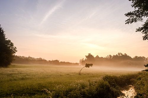 Boom tegen zwaartekracht