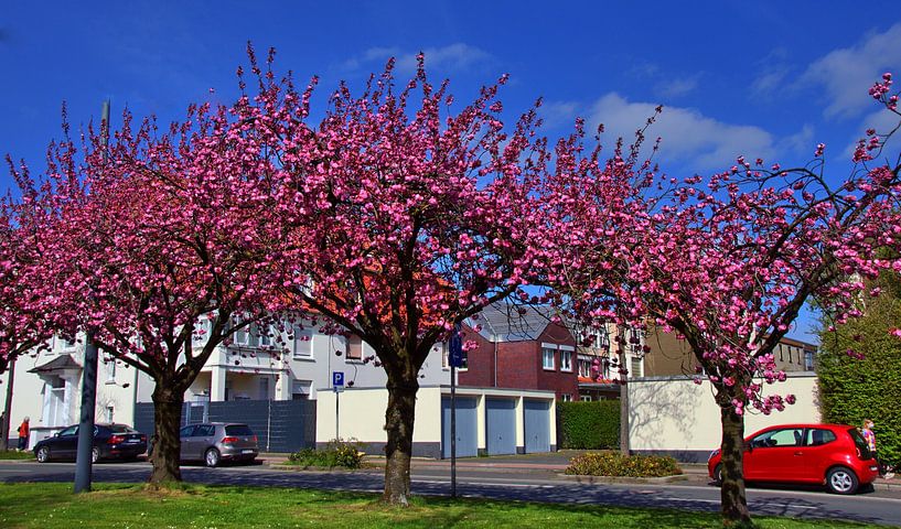 3 sierkersenbomen van Edgar Schermaul