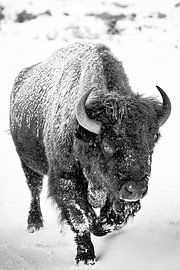 Buffalo sur Truckpowerr