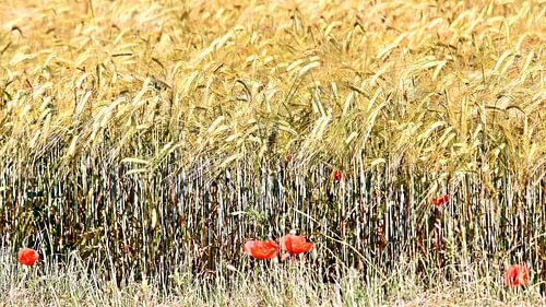 ein Kornfeld und roter Klatschmohn