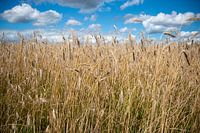 Nederlands landschap met blauwe lucht boven een graanveld