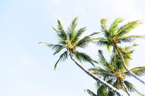 Onderaanzicht Palmbomen II