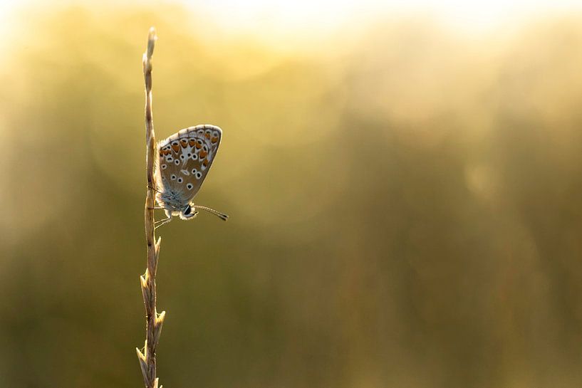 icarusblauwtje vlinder van Christophe Van walleghem