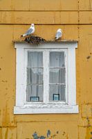 Ochre yellow weathered wall with white frame and nesting seagulls