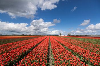 Szenische Bild einer blühenden Tulpenfeld 