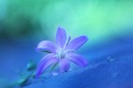 Dreamy purple by LHJB Photography thumbnail