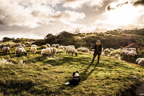 Schapenherder in de Katwijkse duinen