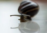 oog op steeltje...