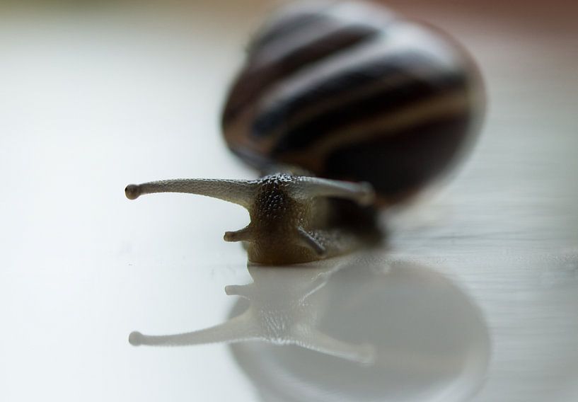 oog op steeltje... van hetty'sfotografie
