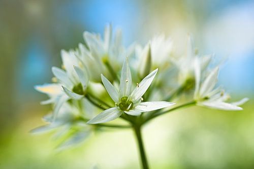 Blume mit weichem Aussehen